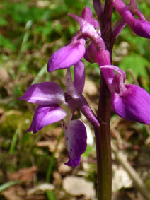 Orchis mascula 'purpurea'